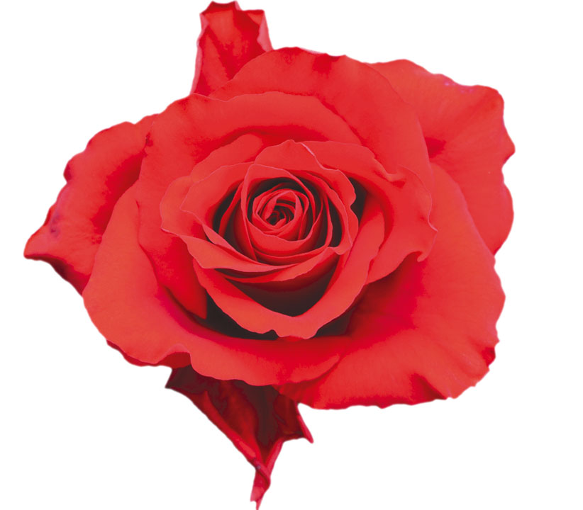 Royal Explorer Red Rose Variety