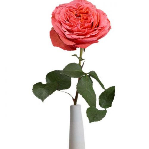 Garden Type Rose – Staroses