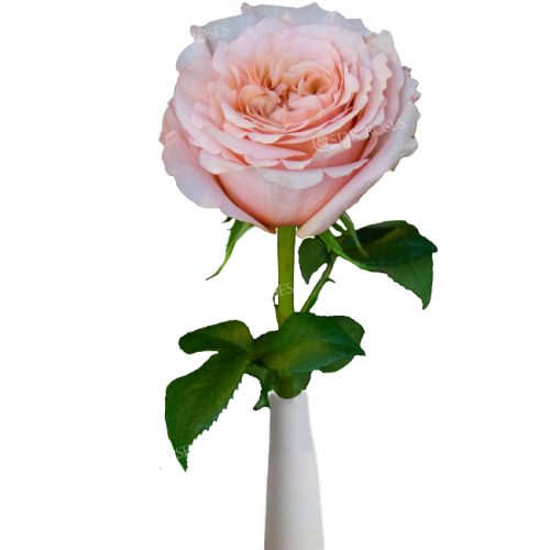Garden Type Rose – Staroses